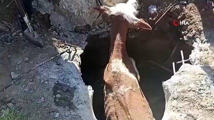 Çukura düşen inek 2 saatlik çalışma sonucu kurtarıldı
