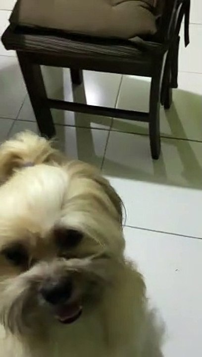 Little Dog Walks on Hind Legs and Spins