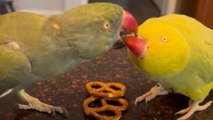 In-love parrots cannot get enough of each other *Parrot Regurgitating*