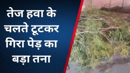 भीलवाड़ा : तेज हवा के चलते टूटकर गिरा पेड़ का बड़ा तना
