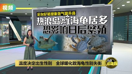 全球暖化引发海龟性别失衡 🐢：孵化温度影响雌雄比例
