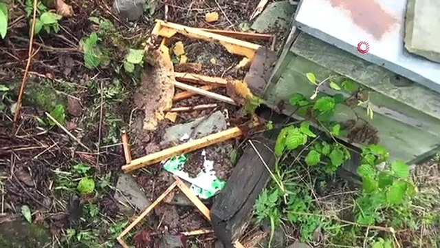 Trabzon'da artan ayı saldırıları vatandaşları tedirgin ediyor