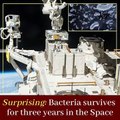 Surprising_ Bacteria survives for three years in the Space
