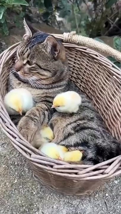 cat Cutest thing you'll see today