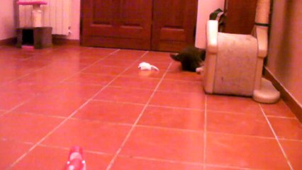 Persian kittens  -Lorien'Cats©