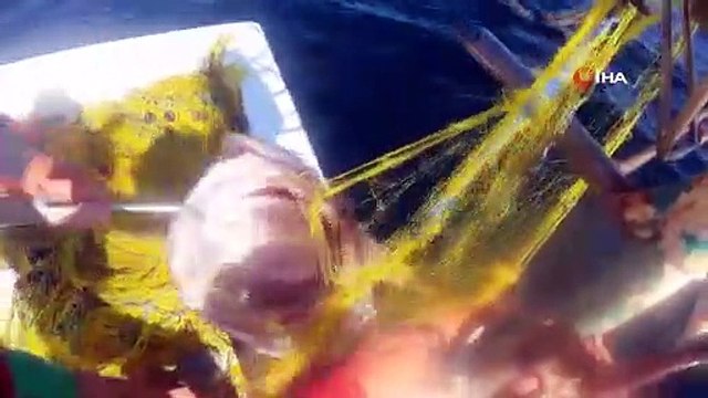 Pêche à la baudroie géante de 50 livres