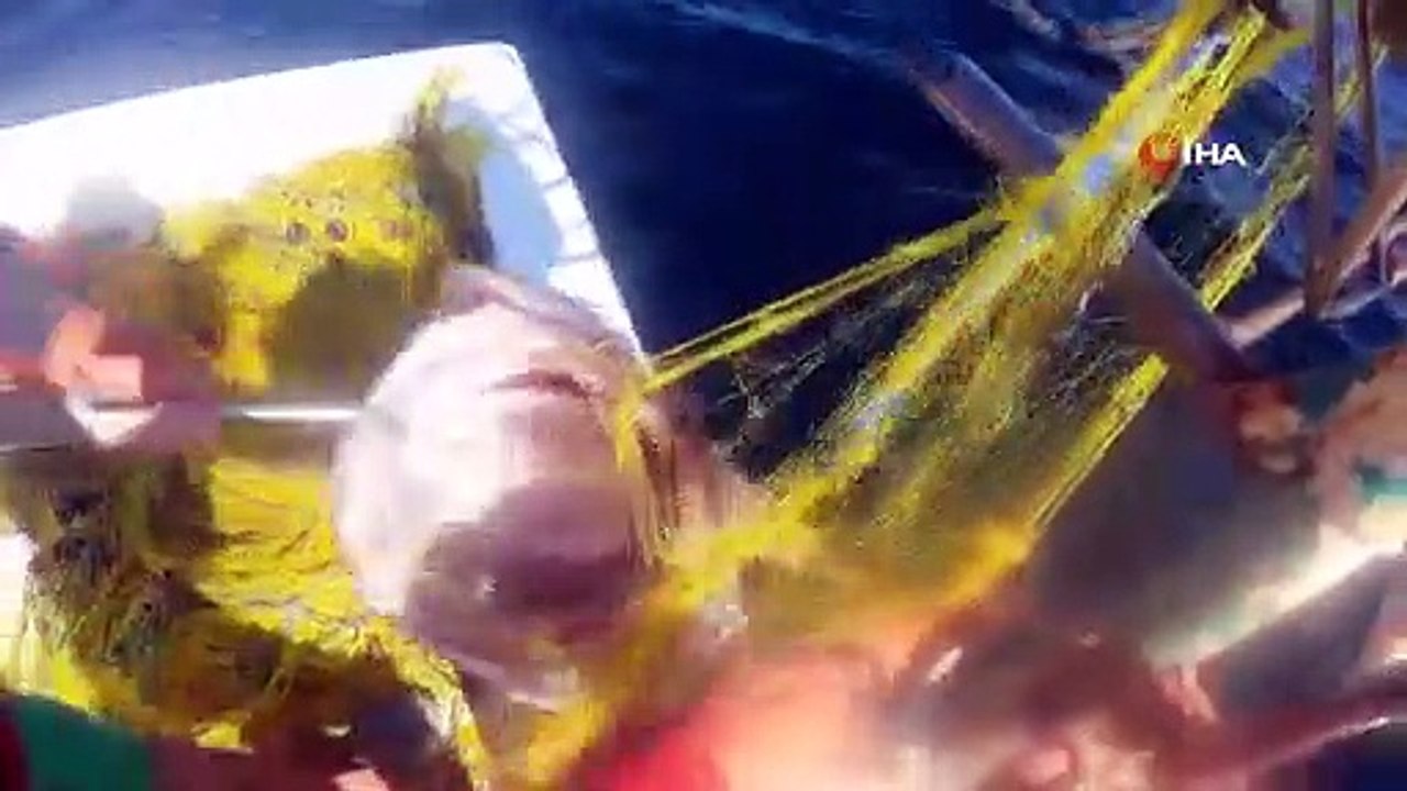 Pêche à la baudroie géante de 50 livres