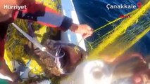 Çanakkale'de balıkçının ağına 50 kiloluk fener balığı takıldı