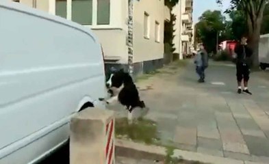 Vídeo impressionante: cachorro faz parkour usando muretas e humanos
