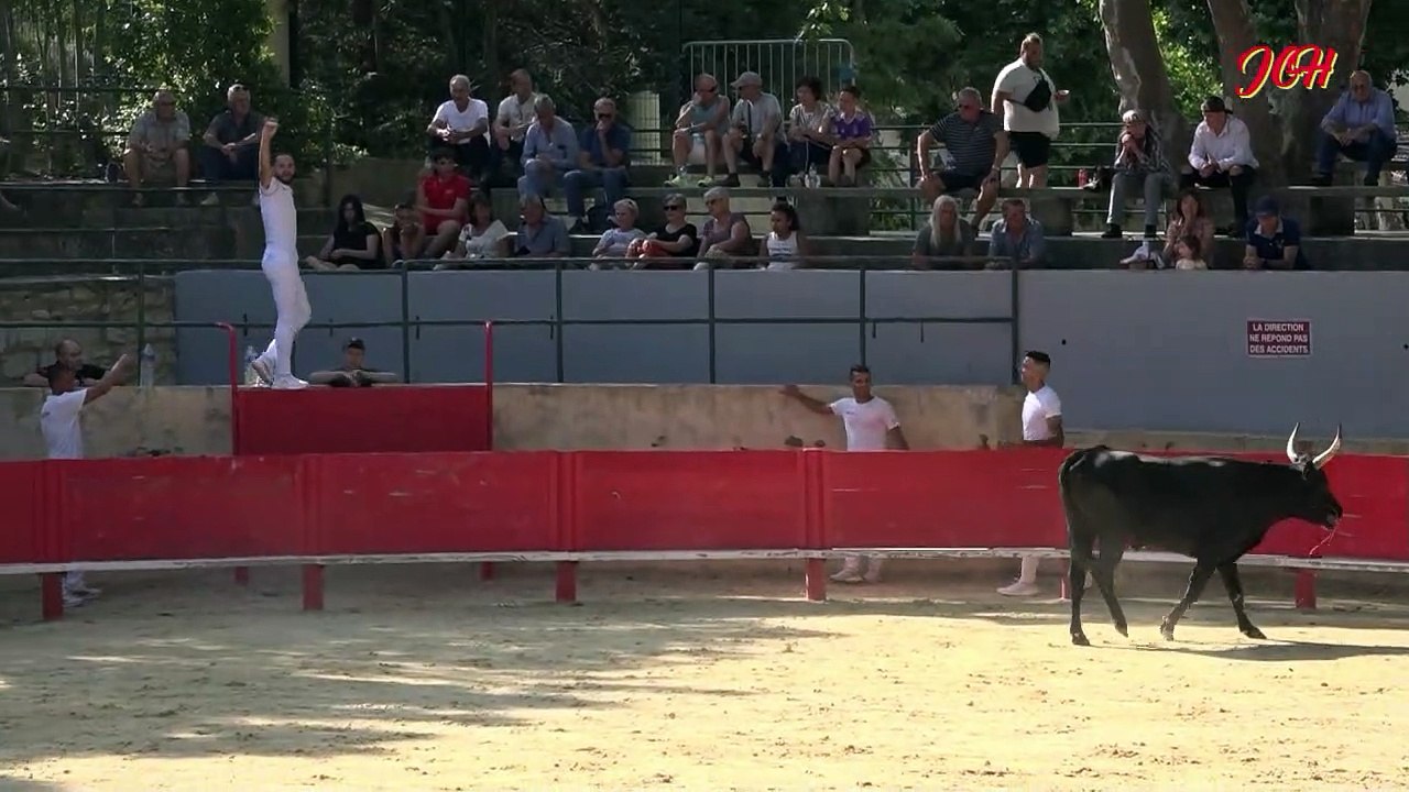 Taureaux Jeunes à Vallabrègues