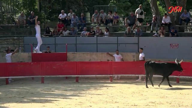 Taureaux Jeunes à Vallabrègues