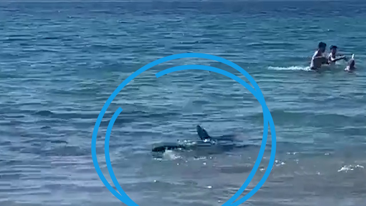 Un requin à quelques mètres des baigneurs, panique sur la plage d’Alicante