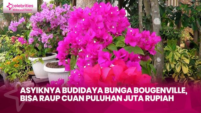 Asyiknya Budidaya Bunga Bougenville, Bisa Raup Cuan Puluhan Juta Rupiah