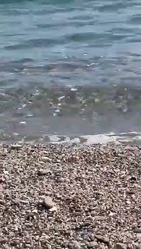 Squalo a pochi metri dalla riva, paura tra i bagnanti a Oliveri. Ma è una verdesca innocua