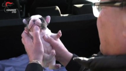Fermato traffico illegale di bulldog francesi dalla Romania al Veneto