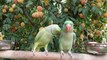 Amazing Talking Parrots Eating Fresh Peaches From Tree