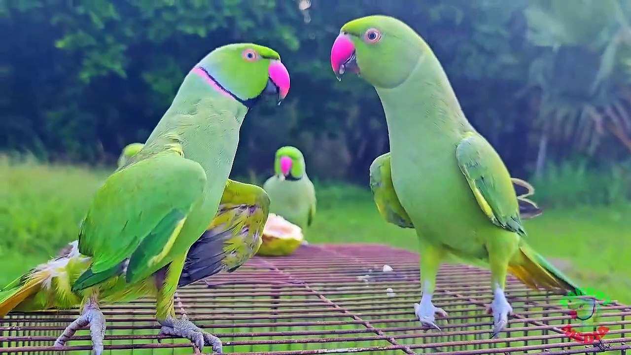 Funny Parrot Talking Video