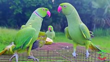 Funny Parrot Talking Video