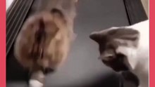 Funny cat videos _ cute cats _ Try not to laugh _ Cat videos Compilation #shorts