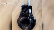 Ruloyla oyun oynayan kedinin görüntüleri viral oldu