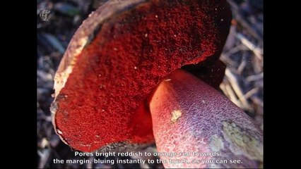 Boletus erythropus. English Text 3