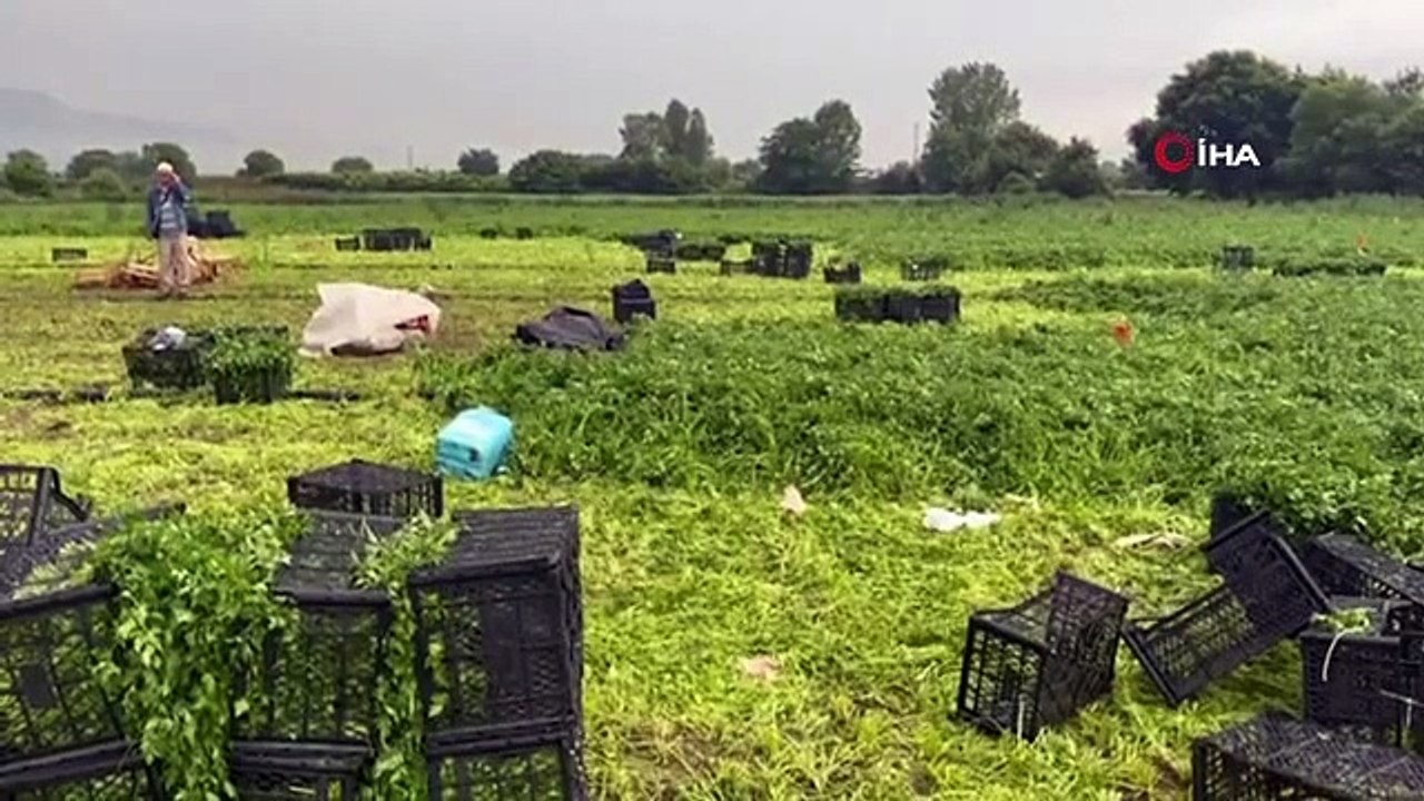 La foudre a frappé le champ de persil： Ecel l'a surpris en train de courir après du pain