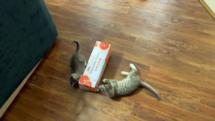 Deux chatons jouent avec une boîte en carton vide