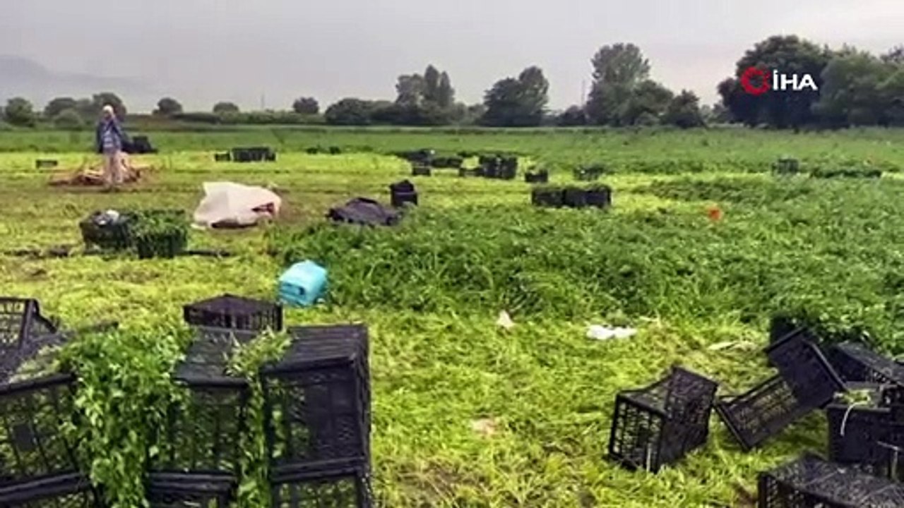 Ecel, maydanoz tarlasında yıldırım ile yakaladı