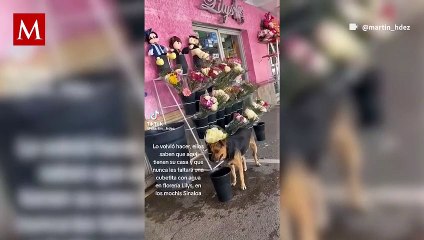 Perrito callejero no soporta el calor y se refresca con un balde de agua