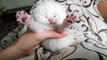 Tiny Kitty Yawns _ Cute and Adorable _ Funny Baby Kitten