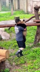 Panda Yu Ke Very Happy Because Breeder Huglike a baby