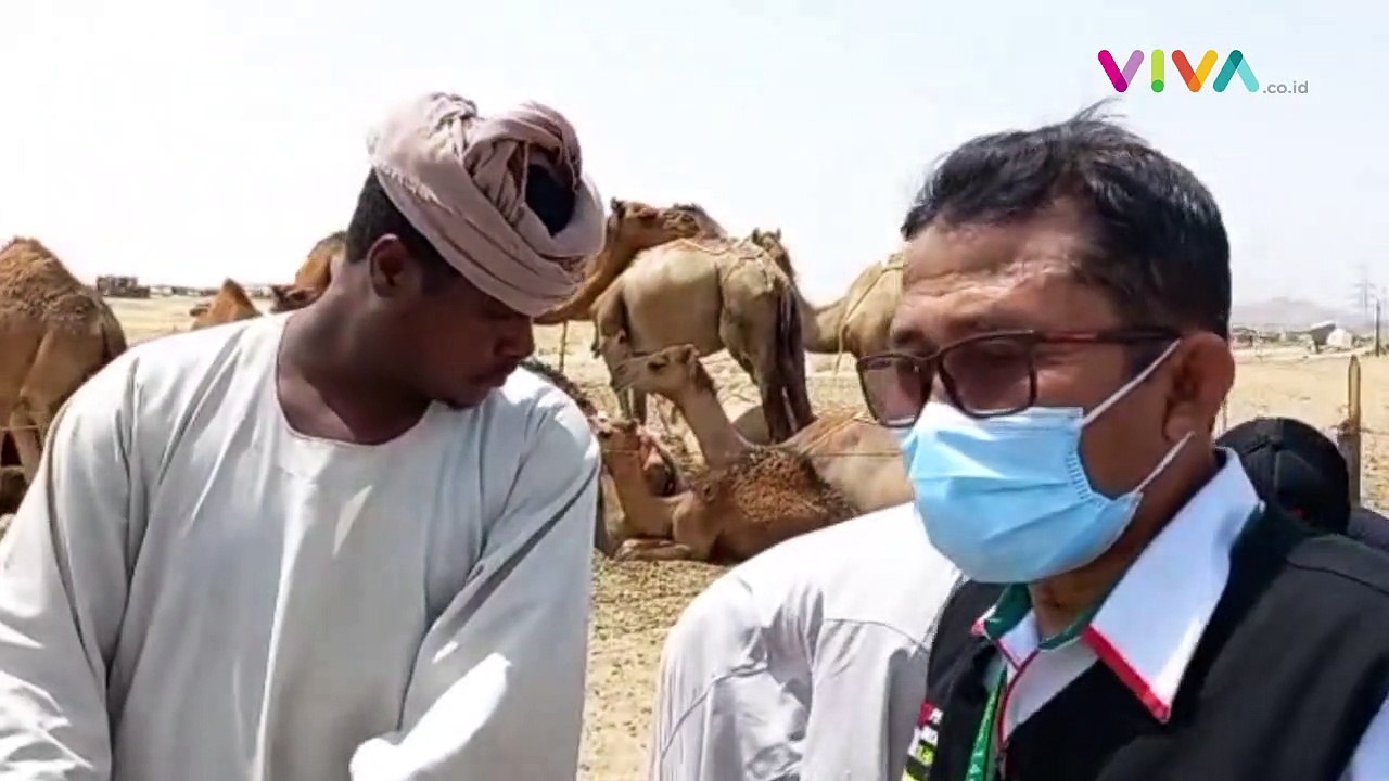 Susu dan Kencing Unta Diburu Jemaah RI, Halal atau Haram?