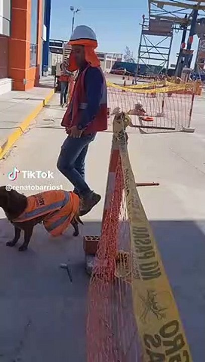 "Firulais ingeniero"