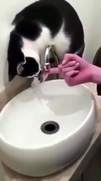 cat Cutest thing you'll see today