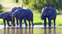 African Safari Amazing wildlife Of African Savanna Scenic Relaxation Film