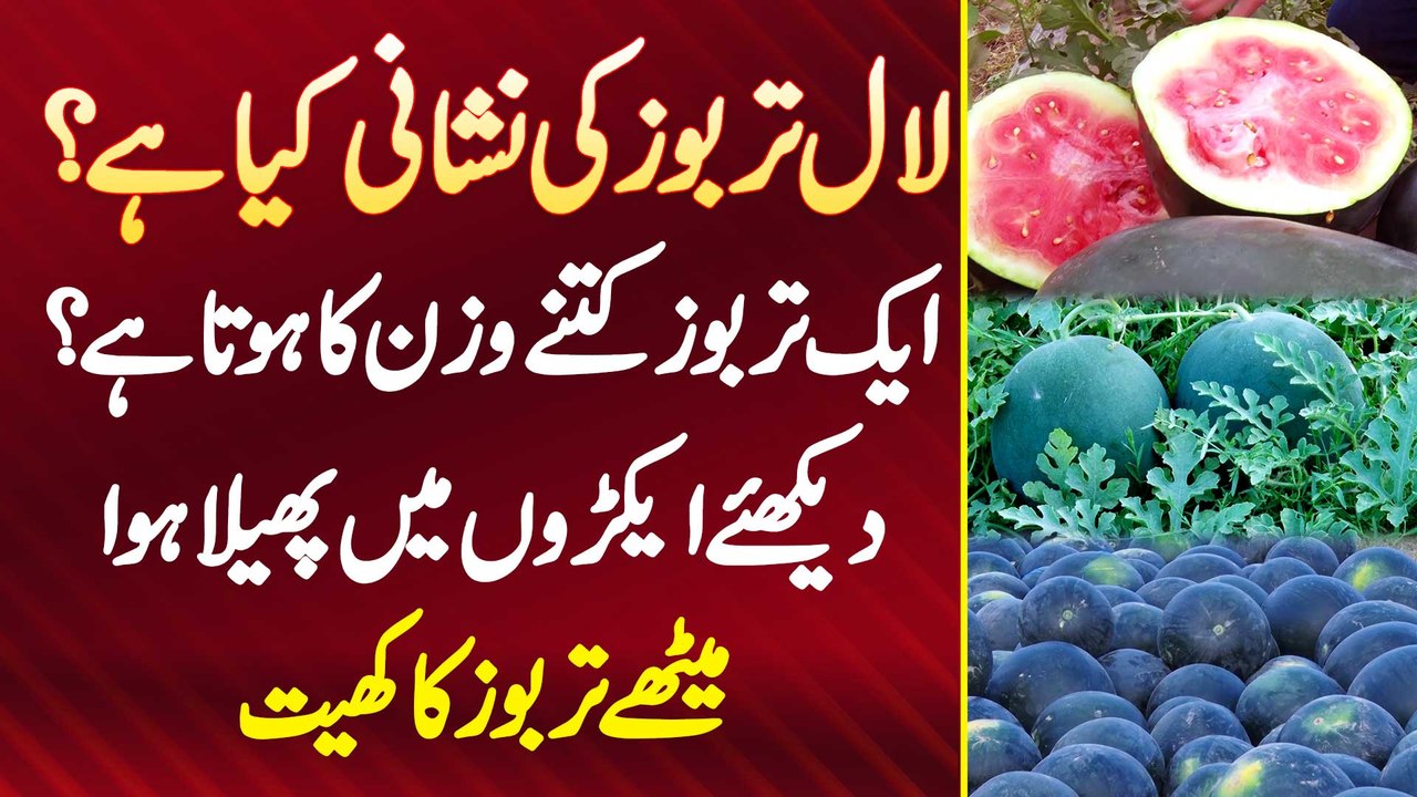 Red Watermelon Ki Nishani Kia Ha? 1 Tarbooz Kitne Weight Ka Hota Ha ...