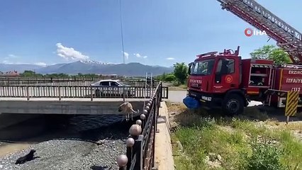 Dere yatağına düşen köpeği itfaiye kurtardı
