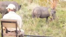 Rhino