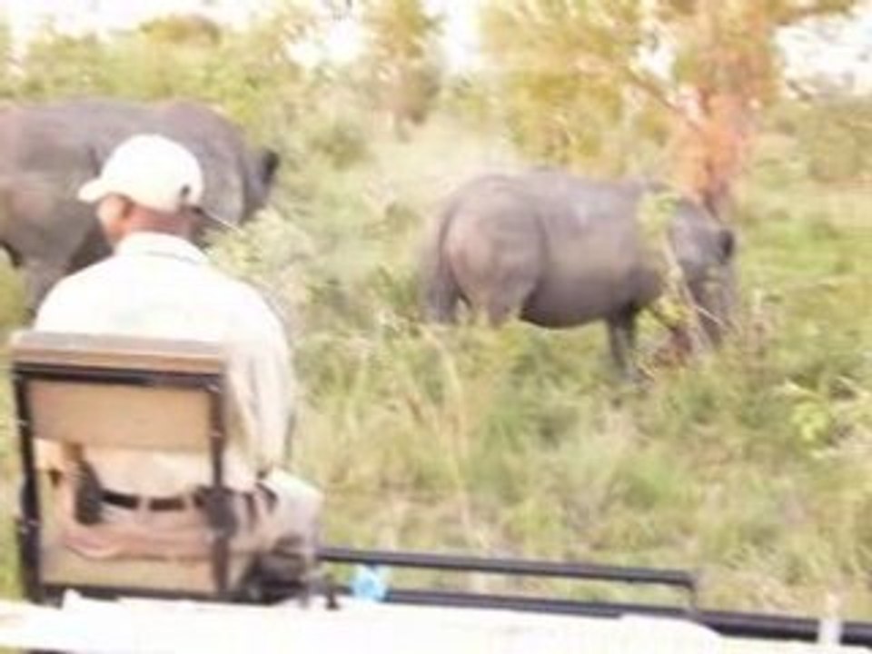 Rhino