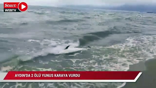 Aydın'da 2 ölü yunus karaya vurdu