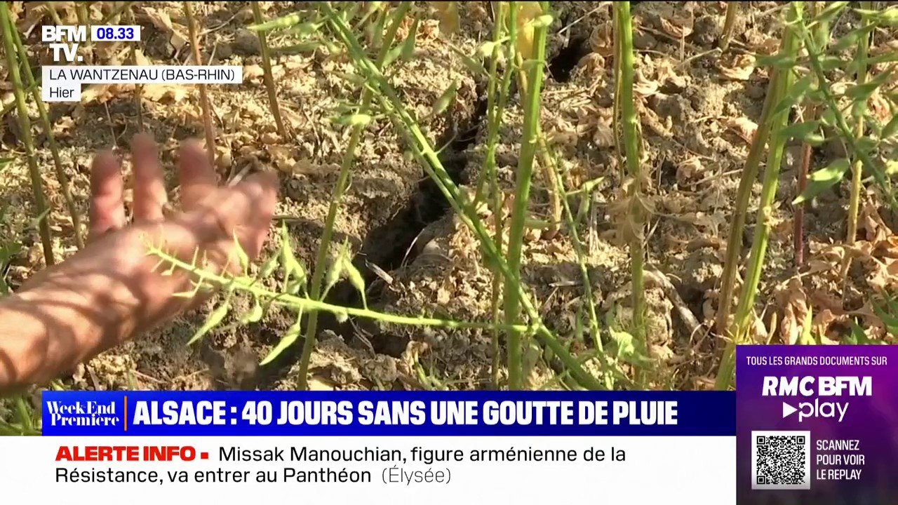 Sécheresse: 40 jours sans une goutte de pluie en Alsace