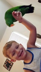Boy and Parrot Have an Adorable Bond