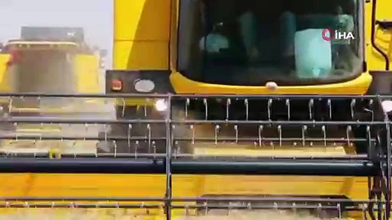Türkiye’nin tahıl ambarında bu yıl 200 bin ton buğday hasadı bekleniyor