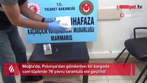 Kargo paketinde tarantula! Gazete kağıdına sarmışlar