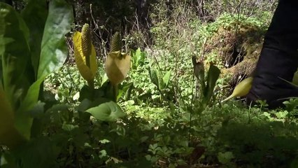 MeatEater - Unconventional Alaska Sooty Grouse