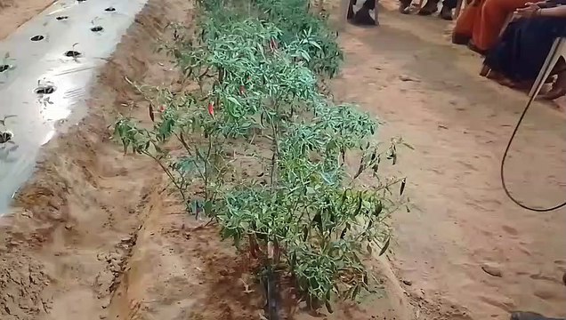 पौध वितरण की तैयारी में नर्सरियां, 19 लाख से अधिक पौध वितरित करेगा उद्यानिकी विभाग