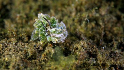 Sea Slug Mating Behavior