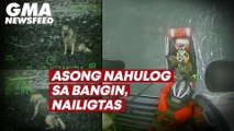 Asong nahulog sa bangin, nailigtas | GMA News Feed