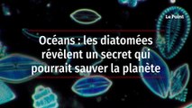 Océans : les diatomées révèlent un secret qui pourrait sauver la planète