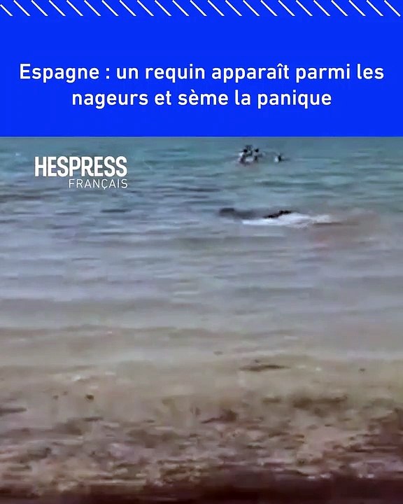 VIDÉO - Espagne : au bord d'une plage d'Alicante, un requin bleu sème la panique